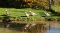 Walking nene geese